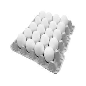 ביצים L