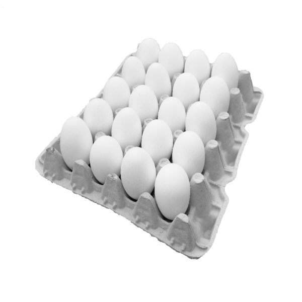 ביצים L